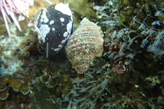 Nucella squamosa