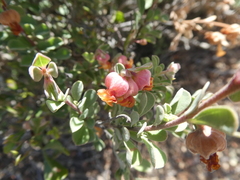 Hermannia ternifolia