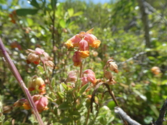 Hermannia ternifolia