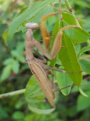 Mantis religiosa religiosa