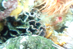 Chaperiopsis multifida