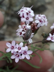 Stevia satureiifolia