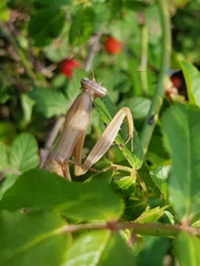Mantis religiosa religiosa