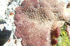 Botrylloides magnicoecus