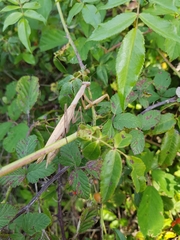 Mantis religiosa religiosa