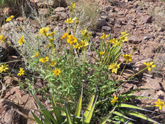Heliopsis parvifolia