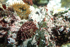 Scutellastra barbara