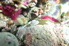 Scutellastra barbara