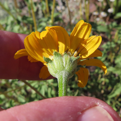 Heliopsis parvifolia