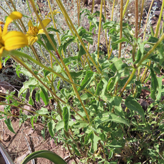 Heliopsis parvifolia