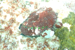 Haliotis spadicea