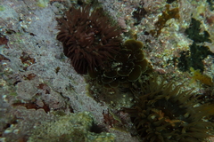 Exallosorus harveyanus