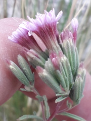 Stevia satureiifolia