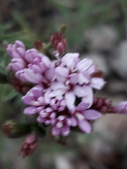 Stevia satureiifolia