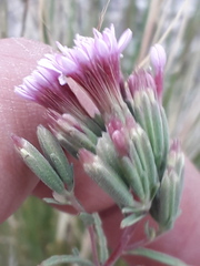 Stevia satureiifolia