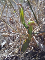 Mantis religiosa religiosa