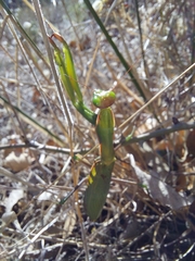 Mantis religiosa religiosa