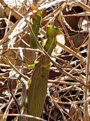 Mantis religiosa religiosa