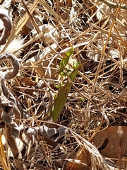 Mantis religiosa religiosa