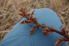 Orobanche alba