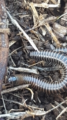 Acanthoiulus cassinensis