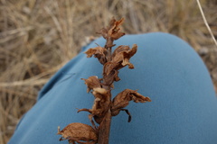 Orobanche alba