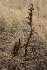 Orobanche alba