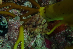 Menipea crispa