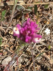 Castilleja exserta exserta