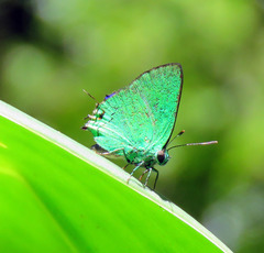 Chalybs janias