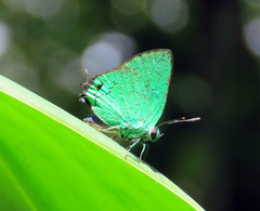 Chalybs janias