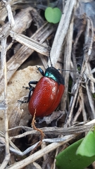 Chrysolina