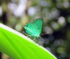Chalybs janias