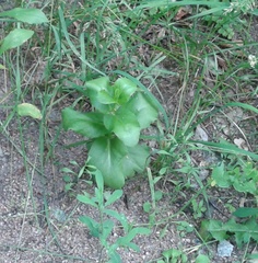 Hylotelephium maximum maximum