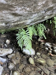 Pelazoneuron puberulum sonorense