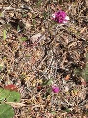 Castilleja exserta exserta