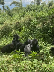 Gorilla beringei