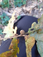 Andricus caliciformis