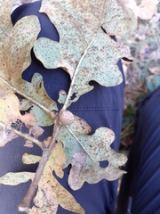 Andricus caliciformis