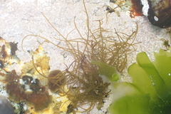 Chordariopsis capensis