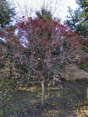 Magnoliopsida