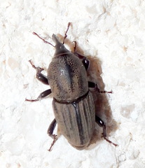 Sphenophorus compressirostris