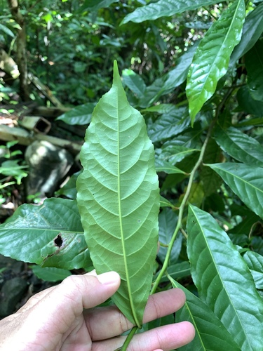 Image of Elaeocarpus angustifolius by (c) 呂一起(Lu i-chi), some rights reserved (CC BY)