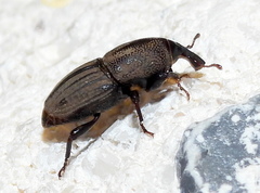 Sphenophorus compressirostris