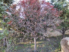 Magnoliopsida