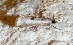 Microcrambus croesus