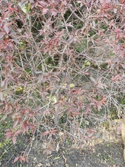 Magnoliopsida