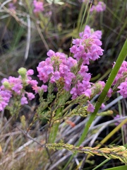 Erica amoena