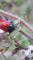 Chrysolina