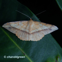 Pseudonadagara semicolor